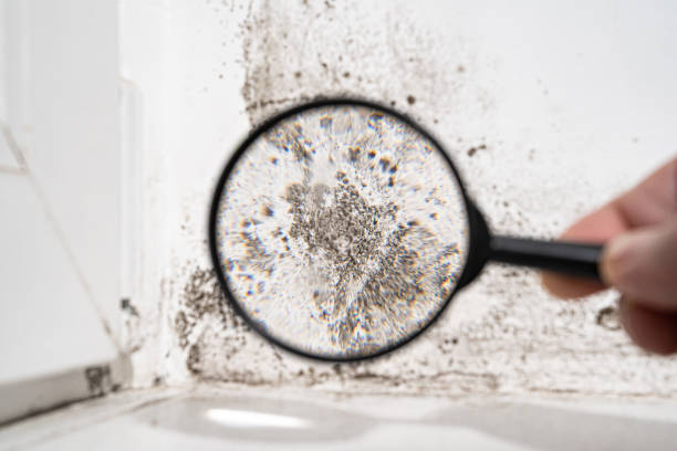 Best Black Mold Removal  in Farmingville, NY